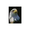 Алмазна картина HX281 "Портрет орла", розміром 30х40 см