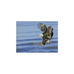 Алмазна картина HX261 "Орел на полюванні", розміром 30х40 см
